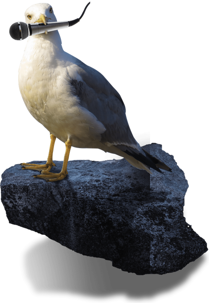 Seagull with Microphone